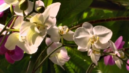 Нью-Йоркте орхидеялар көрмесі ашылады