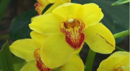 Нью-Йоркте орхидеялар фестивалі өтіп жатыр