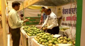 Үндістанда манго фестивалі басталды