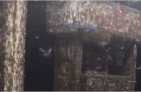 Жанармай бекетін белгісіз жәндіктер жаулап алды (видео)