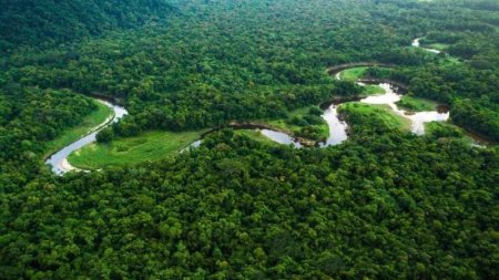 Амазония ормандары 43 жылдан кейін жойылып кетуі мүмкін