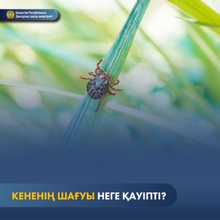 Кененің шағуы қауіпті