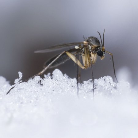 Әлемде бірде-бір маса өмір сүрмейтін ел бар