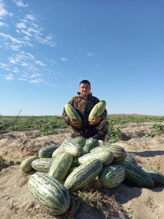 БАҚША БАПТАП, БЕРЕКЕ ТАПҚАН