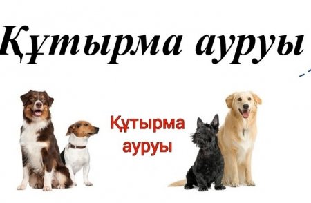 ҚҰТЫРМА – ҚАУІПТІ АУРУ