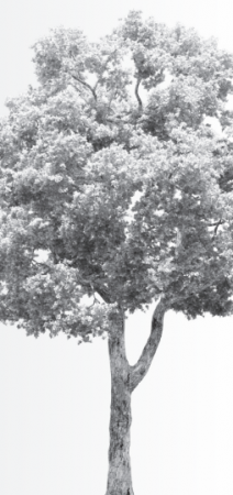 ЖАСЫЛ ЖЕЛЕК ЖАНАШЫРЫ