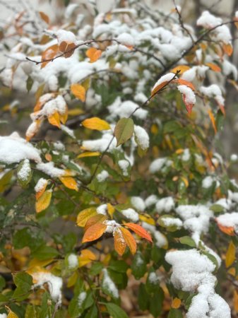 Бүгін еліміздің басым бөлігінде қар жауады