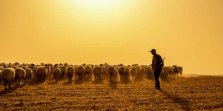 Енді шопандар мен бақташылар зейнетке ерте шығуы мүмкін