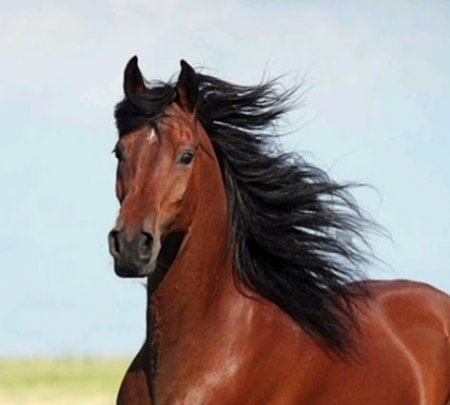 ЖЫЛ ИЕСІ – ЖЫЛҚЫ