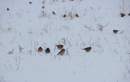 ҚЫС КӨРІНІСІ