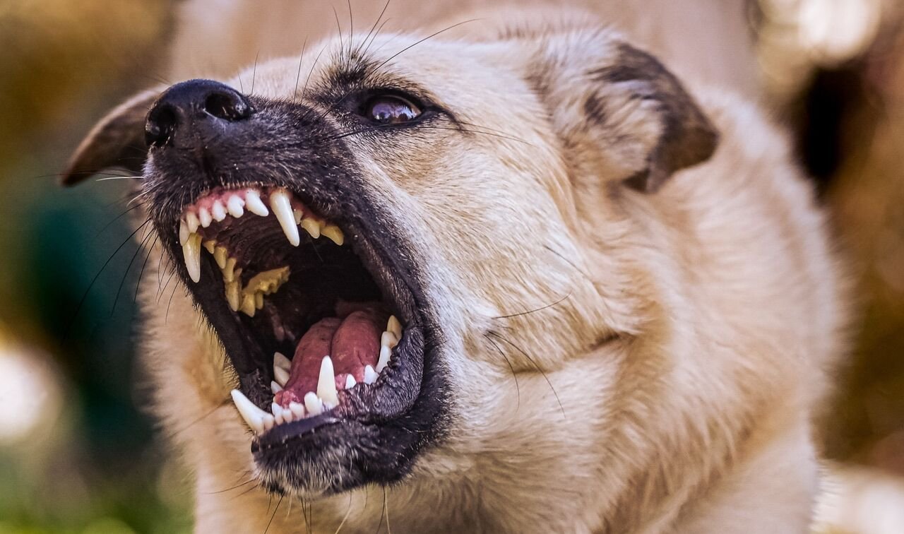 Көшедегі қауіп: көрінбейтін мәселе