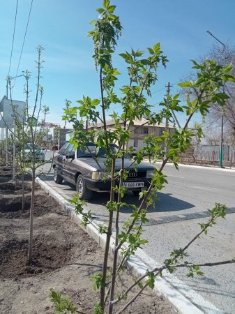 КЕНТ КӨШЕСІНІҢ КӨК ТІРШІЛІГІ