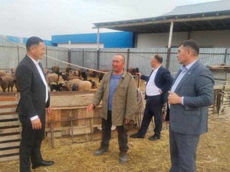 БЕРЕКЕЛІ БАСТАМА – АСЫЛ ТҰҚЫМДЫ МАЛ ӨСІРУ ҚАРҚЫНДЫ ДАМУДА