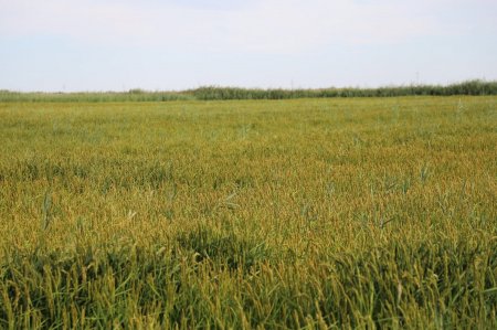 АУДАН БАСШЫСЫ ЕГІС АЛҚАПТАРЫНЫҢ ЖҰМЫСТАРЫН ТЕКСЕРДІ