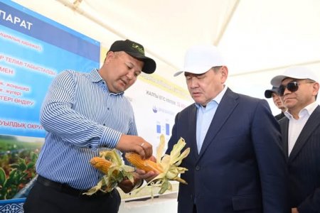 ШИЕЛІ АУДАНЫНДАҒЫ СУ ҮНЕМДЕУ ТЕХНОЛОГИЯСЫМЕН ЖҮГЕРІ ӨСІРУ ЖОБАЛАРЫ ТАНЫСТЫРЫЛДЫ