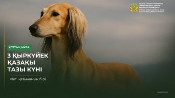 3 қыркүйек – қазақ тазысы күні