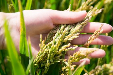 Қазақстанда күріш өндірісі мен экспорты артты