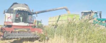 ЖАҢАША БАСТАМА, ЗАМАНАУИ ТӘЖІРИБЕ